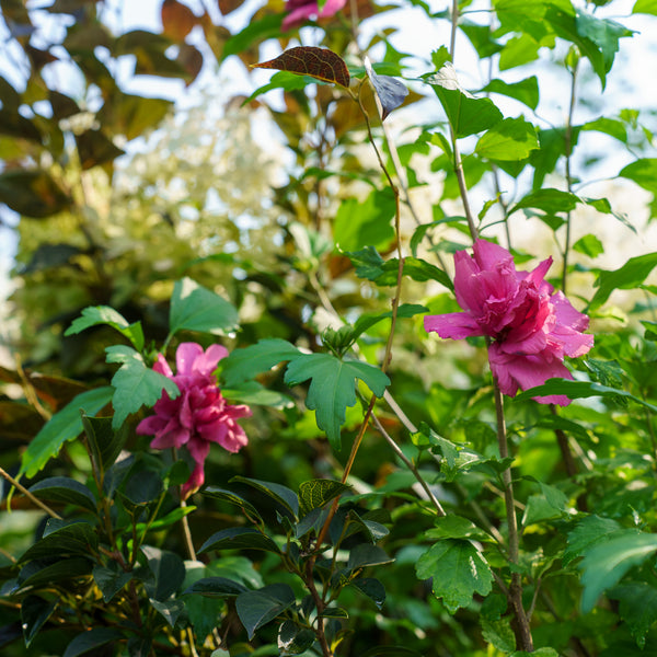 Lucy Rose of Sharon