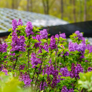 Lilac Blooms