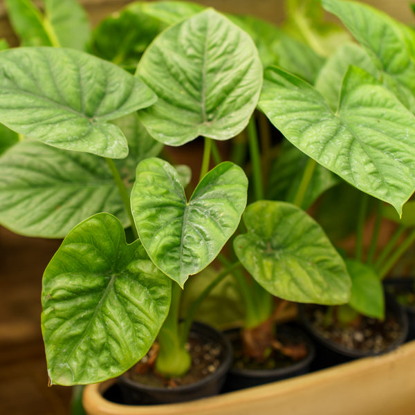 Lukiwan Elephant Ear