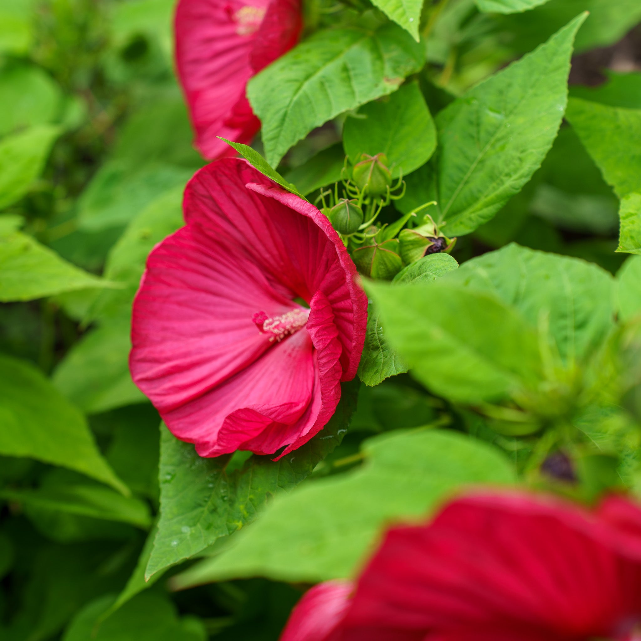 Luna Red Hibiscus – Plant Detectives