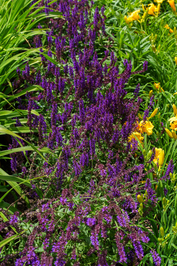 Lyrical Blues Meadow Sage