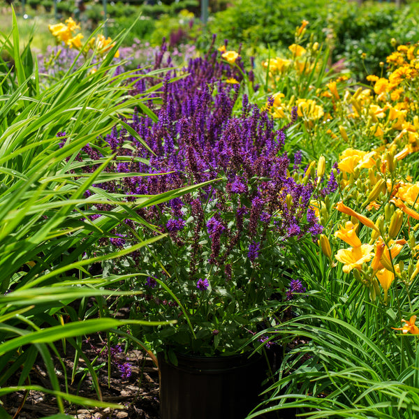 Lyrical Blues Meadow Sage