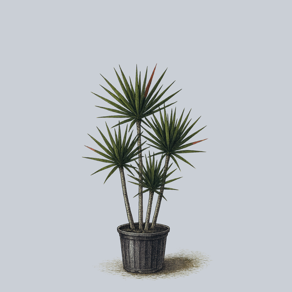 Madagascar Dragon Tree