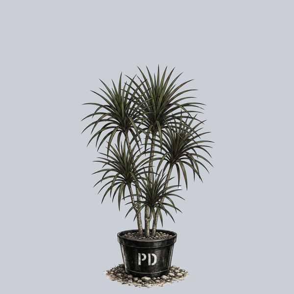 Madagascar Dragon Tree