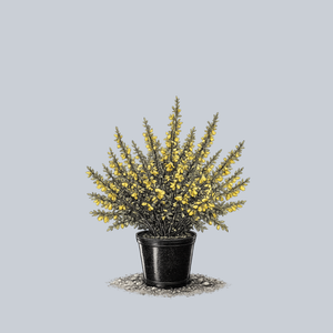 Madame Butterfly Scotch Broom