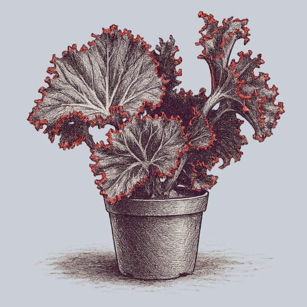 Madame Queen Begonia