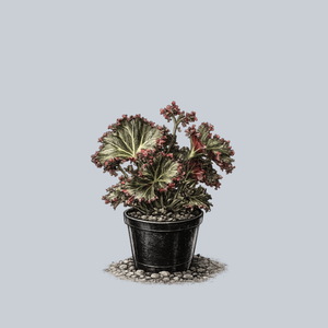 Madame Queen Begonia