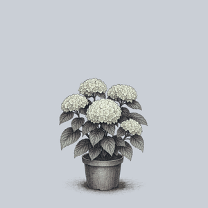 Magical Bride Bigleaf Hydrangea