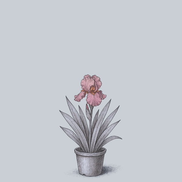 Magical Encounter Bearded Iris