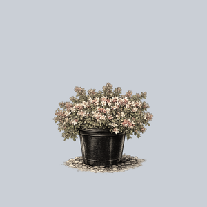 Magic Daydream Abelia