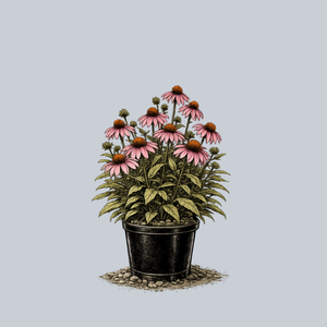 Magnus Coneflower