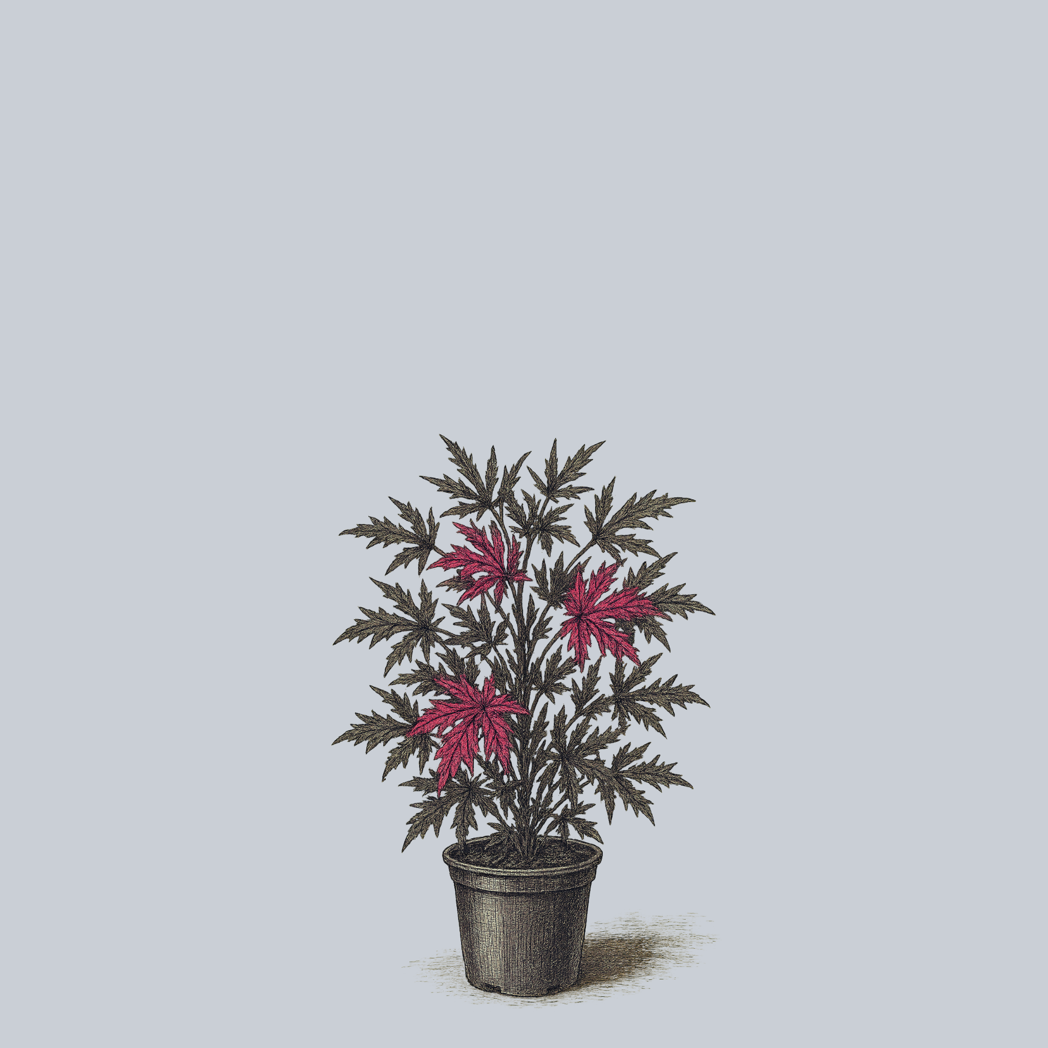 Mahogany Splendor Hibiscus – Plant Detectives