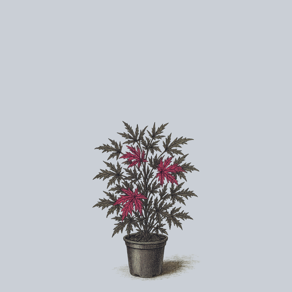 Mahogany Splendor Hibiscus