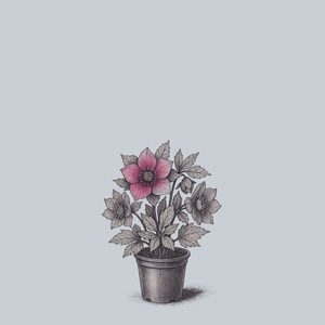 Maid of Honor Lenten Rose