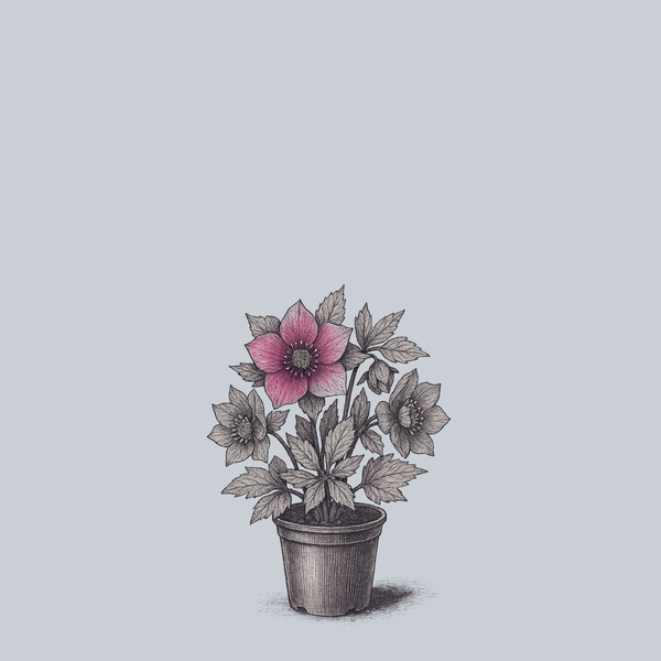 Maid of Honor Lenten Rose