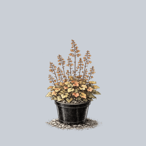 Mango Coral Bells