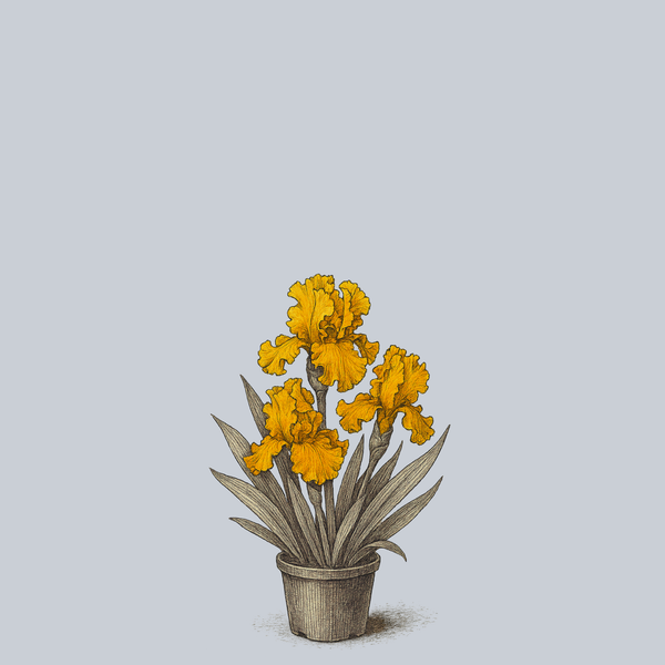 Mango Entree Bearded Iris