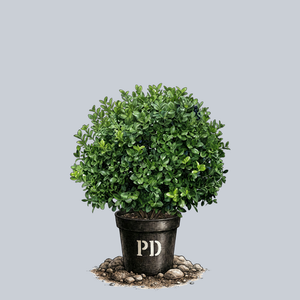 Manhattan Euonymus