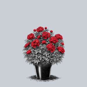 Many Happy Returns Peony