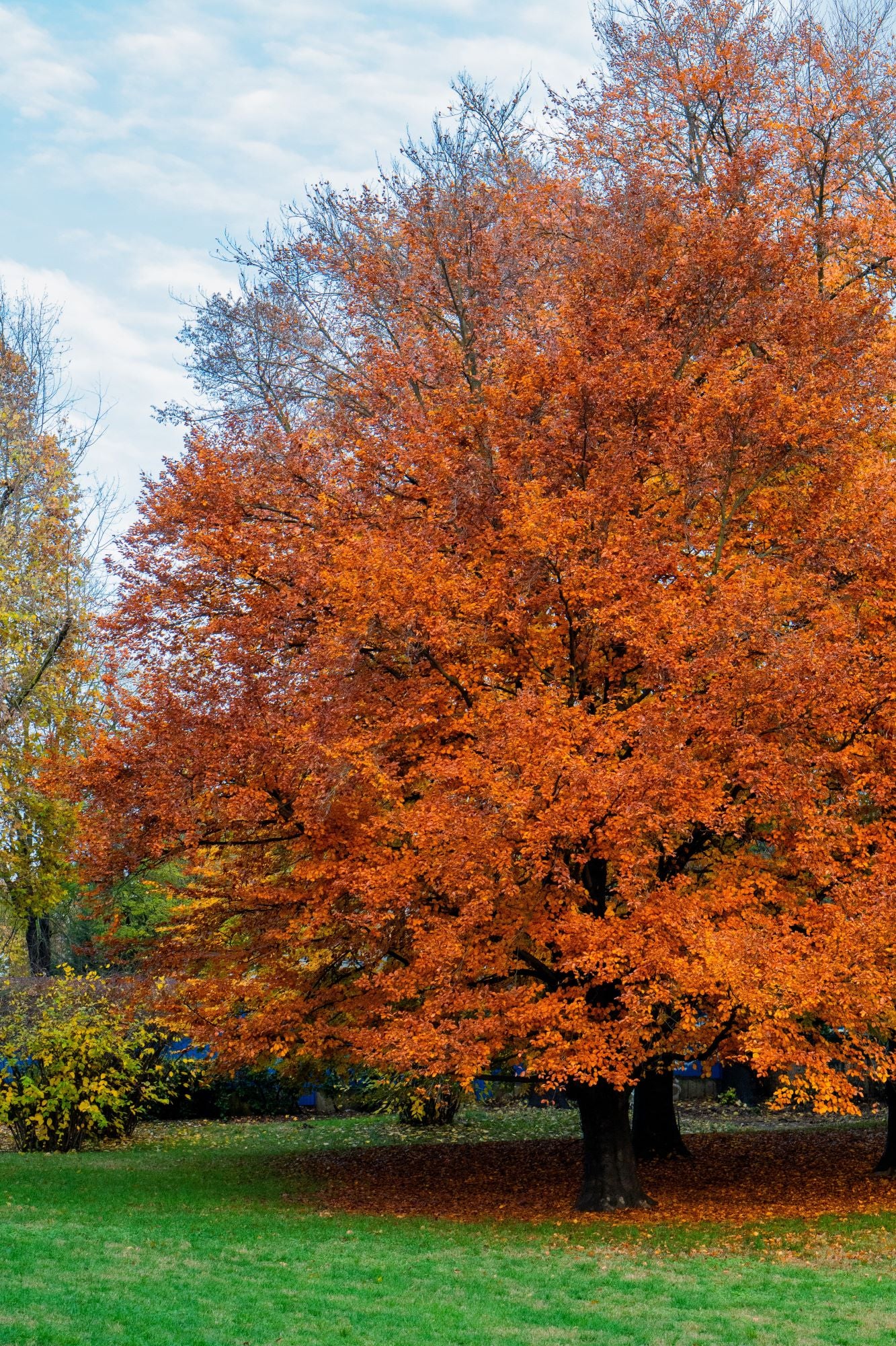 Maple (Acer) – Plant Detectives