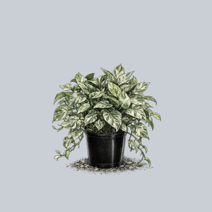 Marble Queen Pothos