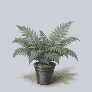 Marginal Wood Fern