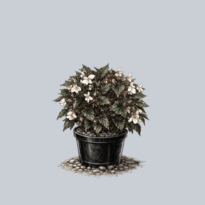 Maribel Begonia
