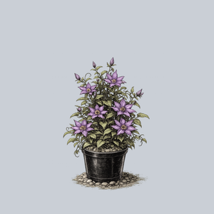 Marie Louise Jensen Clematis