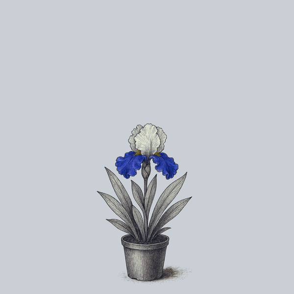 Mariposa Skies Bearded Iris
