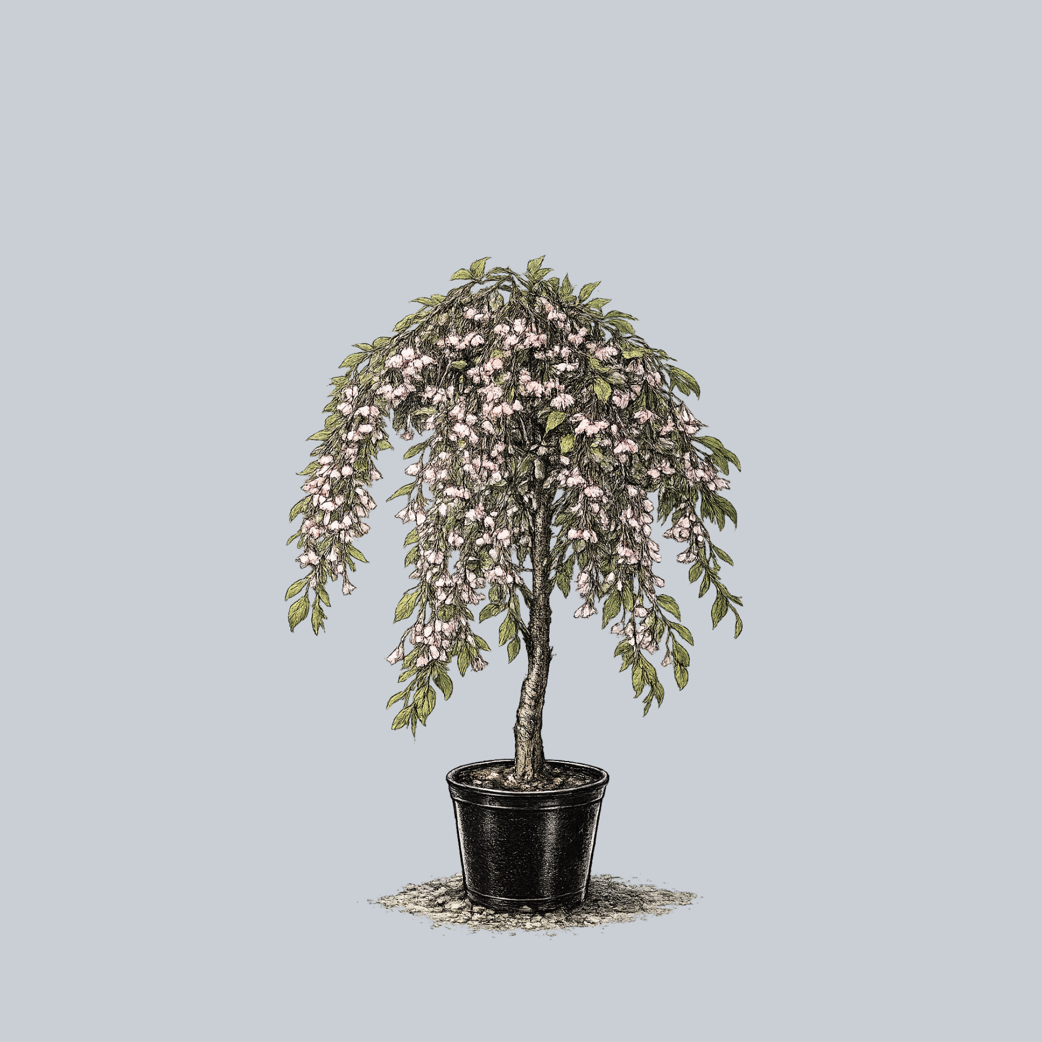 Marley's Pink Weeping Japanese Snowbell – Plant Detectives