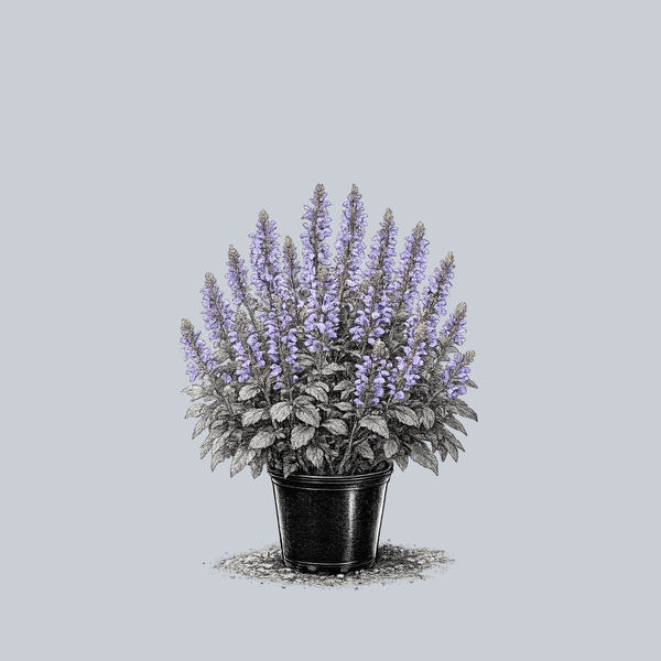 Marvel Sky Blue Sage