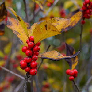 Maryland Beauty Winterberry Holly - Holly - Hollies