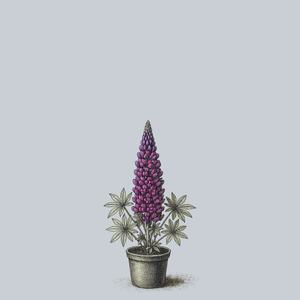 Masterpiece Lupine