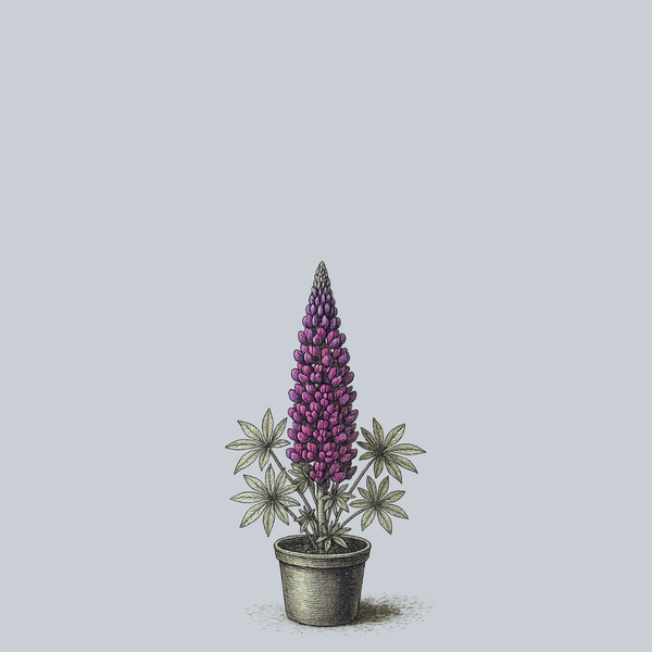 Masterpiece Lupine