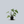 Load image into Gallery viewer, Mayoi Philodendron
