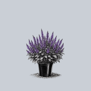 May Night Meadow Sage