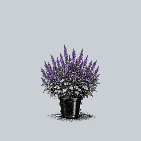 May Night Meadow Sage