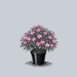McDaniel's Cushion Creeping Phlox