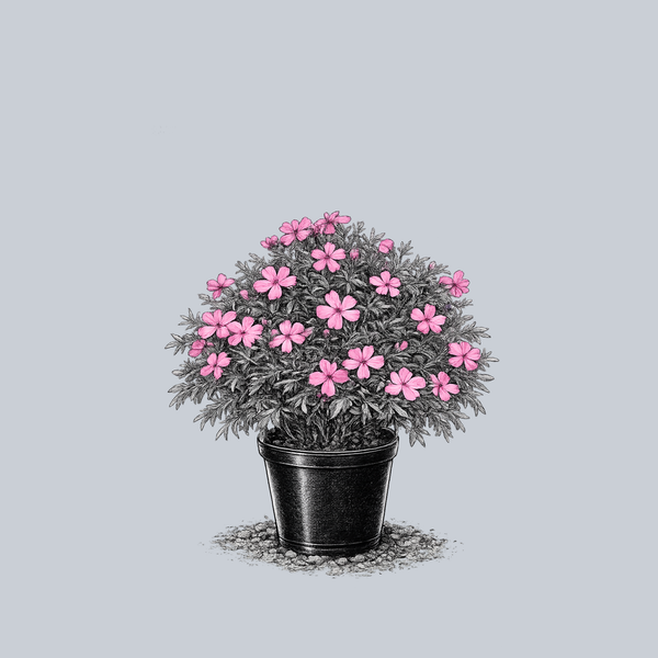 McDaniel's Cushion Creeping Phlox