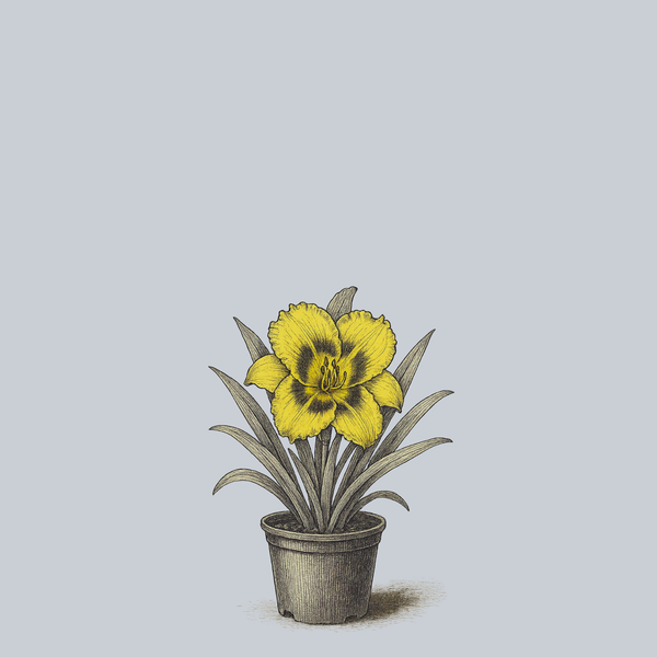 Mean Mister Mustard Daylily