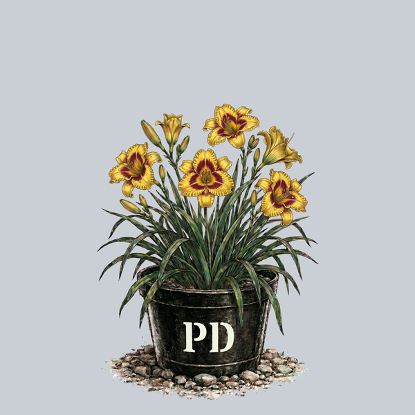 Mean Mister Mustard Daylily