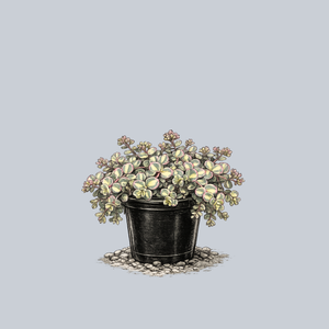 Mediovariegatum October Stonecrop