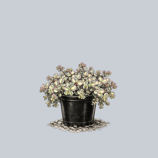 Mediovariegatum October Stonecrop
