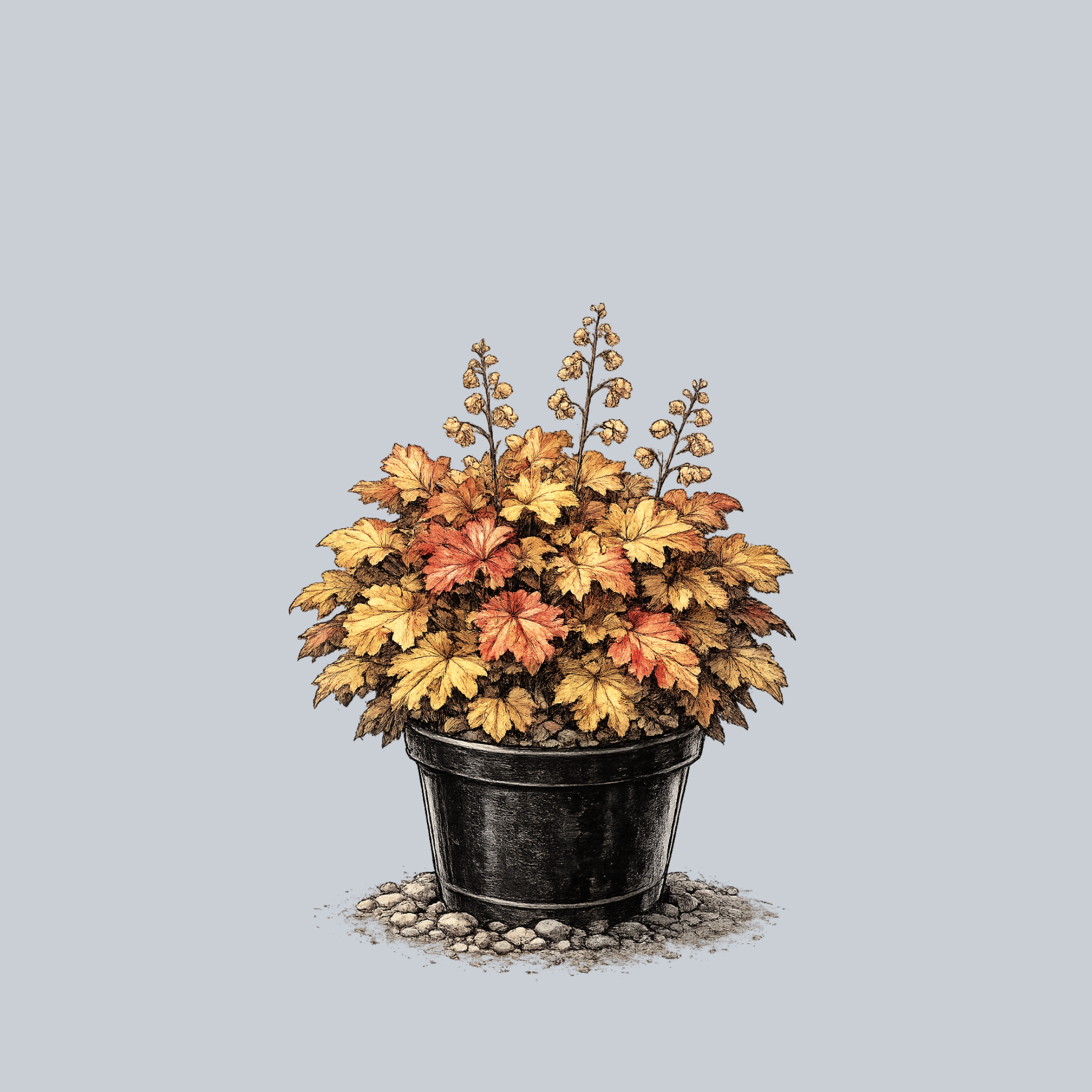 Mega Caramel Coral Bells – Plant Detectives Mega Caramel Coral Bells – Plant Detectives