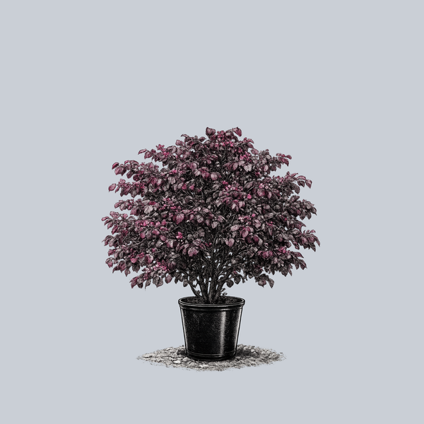 Merlot Eastern Redbud