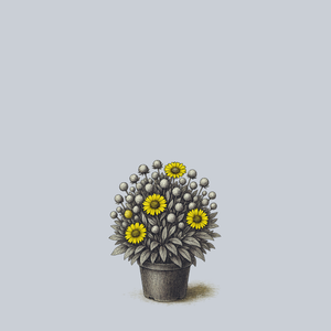 Mesa Yellow Blanket Flower