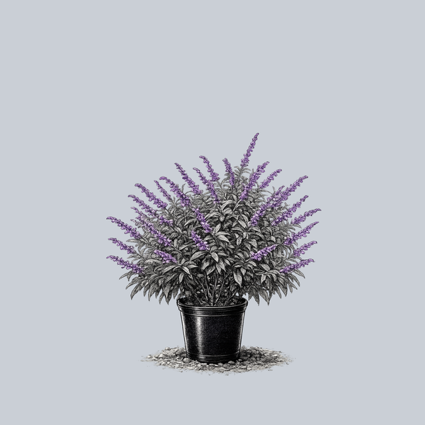 Mexican Bush Sage