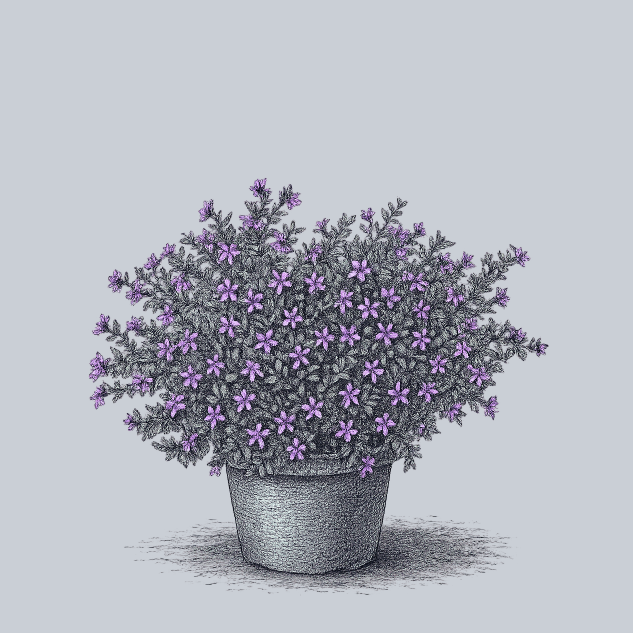 Mexican Heather – Plant Detectives