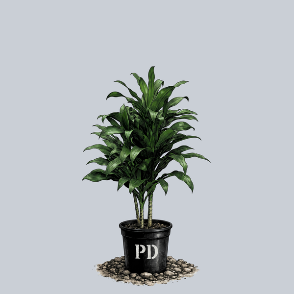 dracaena deremensis michiko Michiko Dracaena – Plant Detectives