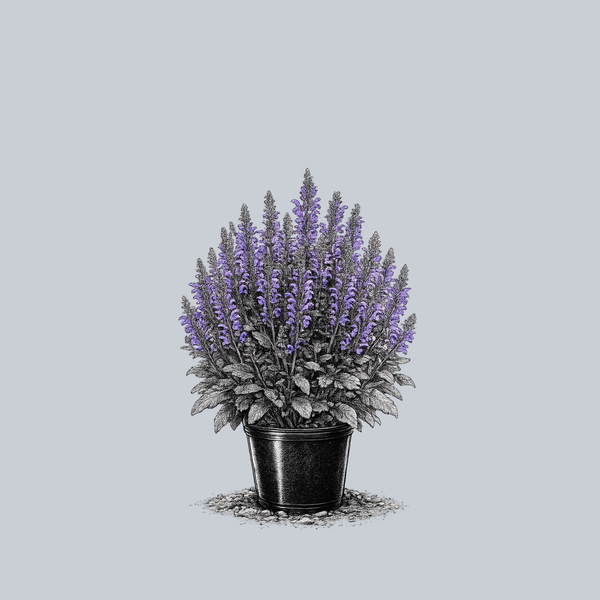 Midnight Model Meadow Sage